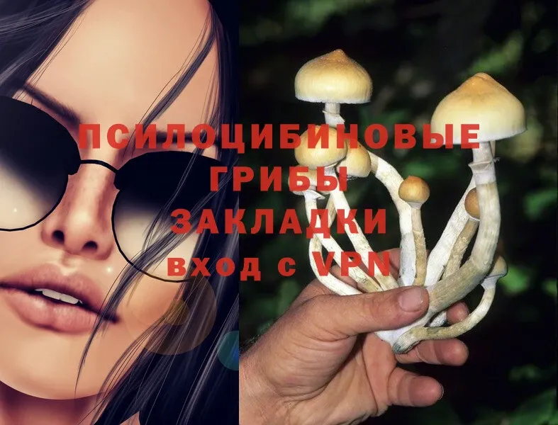 Псилоцибиновые грибы Psilocybe  даркнет сайт  Губаха 